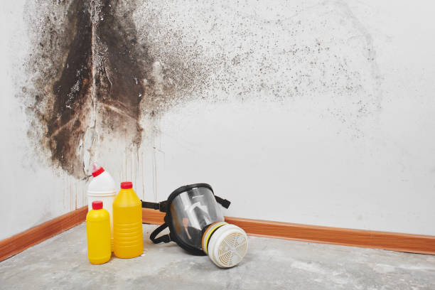 Best Industrial Mold Remediation in Brecksville, OH