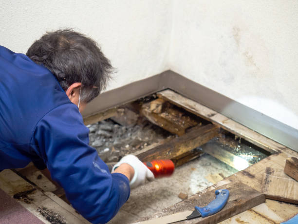 Best Commercial Mold Remediation in Brecksville, OH