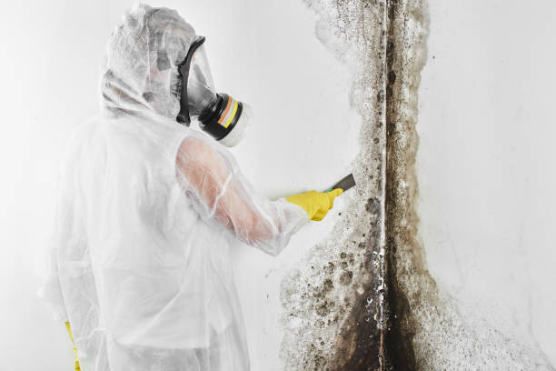 Best Basement Mold Remediation in Brecksville, OH
