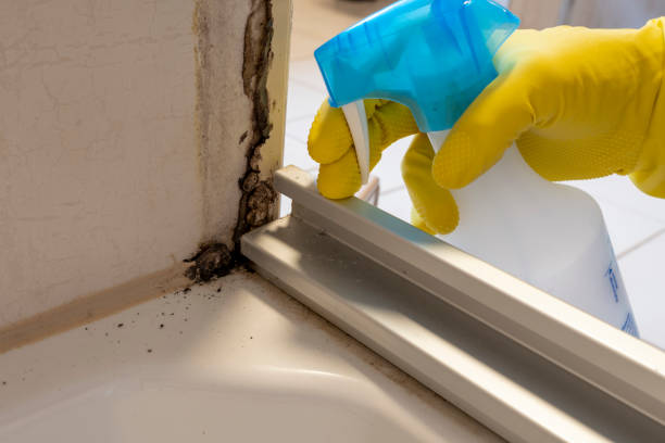 Best Post-Flood Mold Remediation in Brecksville, OH