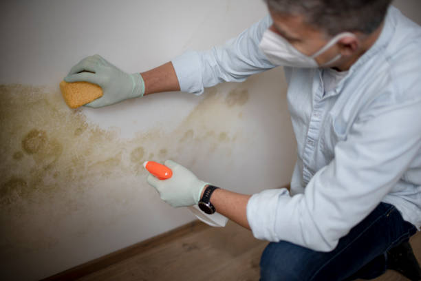Best Kitchen Mold Remediation in Brecksville, OH