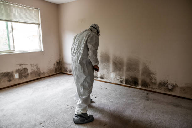 Best Residential Mold Remediation in Brecksville, OH