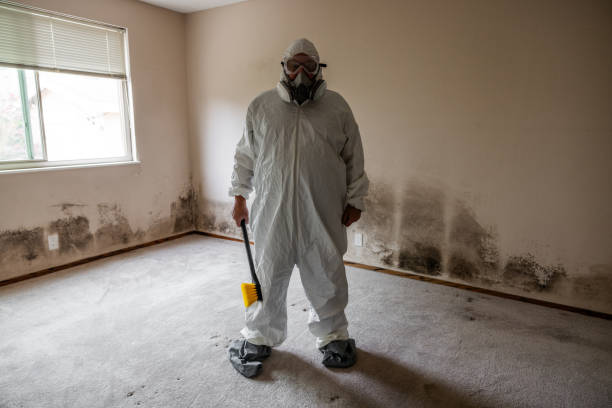 Best Kitchen Mold Remediation in Brecksville, OH