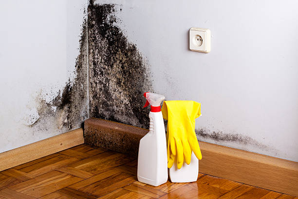 Best Emergency Mold Remediation in Brecksville, OH