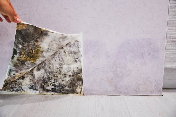Best Insurance-Related Mold Remediation in Brecksville, OH